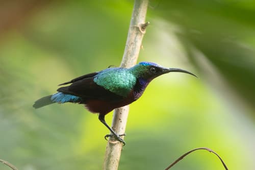 Superb Sunbird