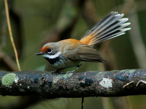 Rufous-backed Fantail