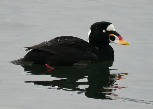 Surf Scoter