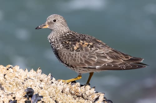 Surfbird