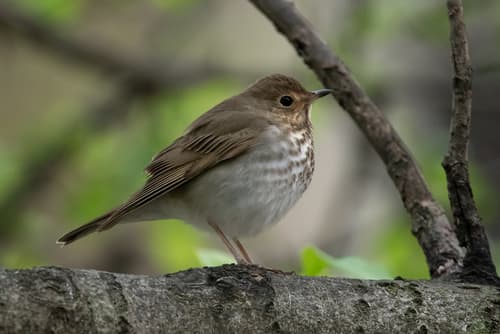 Swainson's Thrush
