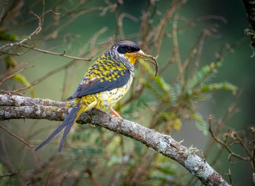Swallow-tailed Cotinga