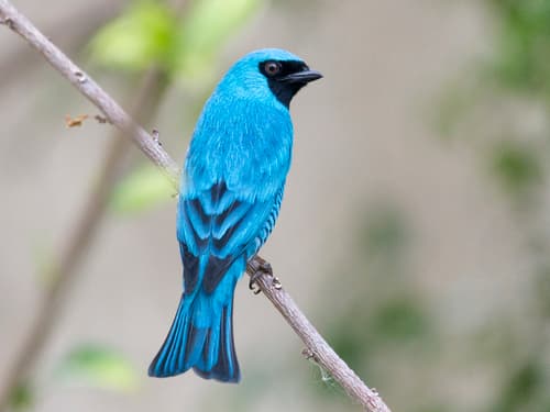 Swallow Tanager