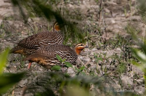 Swamp Francolin