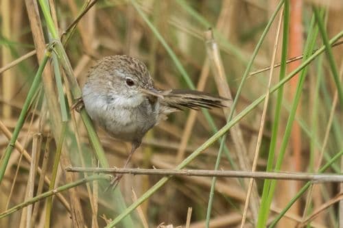 Swamp Grass Babbler