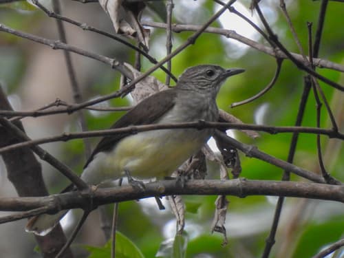 Swamp Greenbul