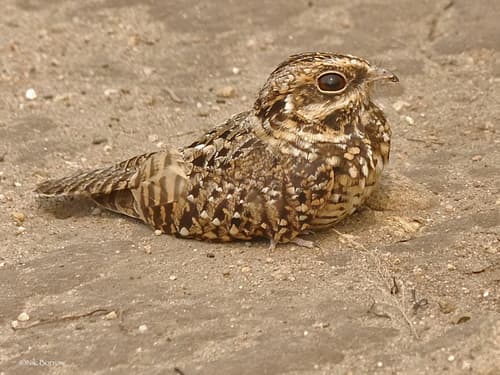 Swamp Nightjar