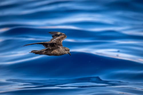 Swinhoe's Storm-Petrel