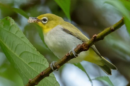 Swinhoe's White-eye