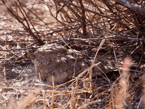 Sykes's Nightjar