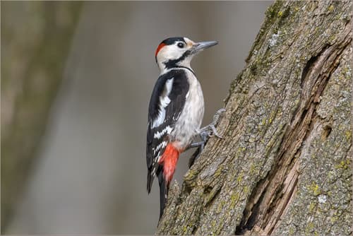 Syrian Woodpecker