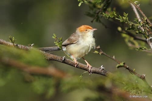 Tabora Cisticola
