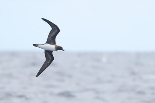 Tahiti Petrel