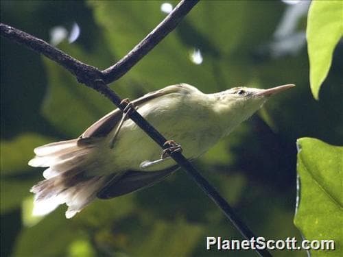 Tahiti Reed Warbler