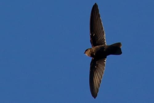 Tahiti Swiftlet