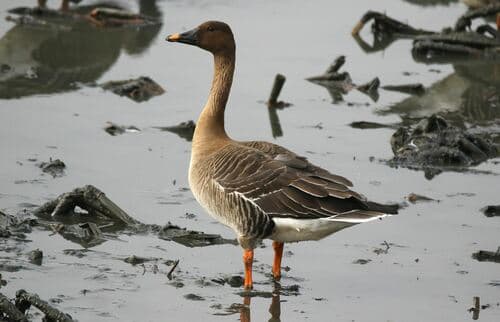 Taiga Bean Goose