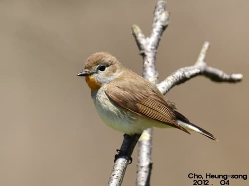 Taiga Flycatcher