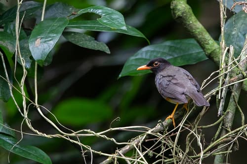 Taita Thrush