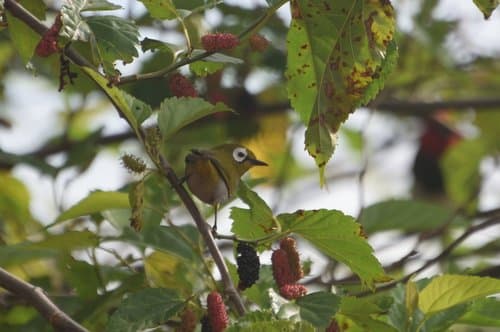 Taita White-eye