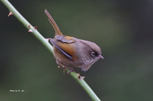 Taiwan Fulvetta