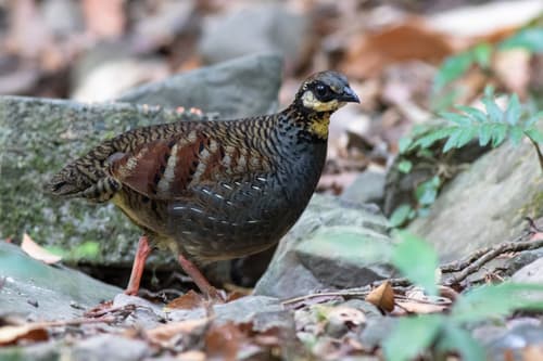 Taiwan Partridge