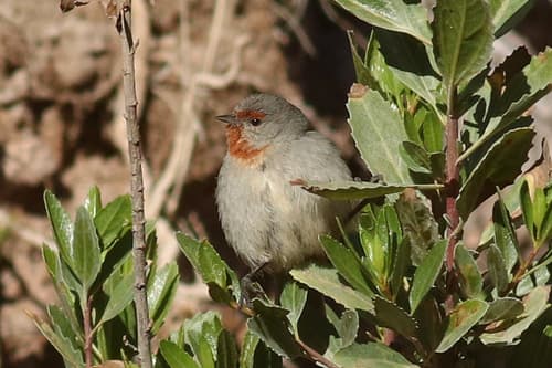 Tamarugo Conebill