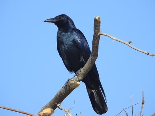 Tamaulipas Crow