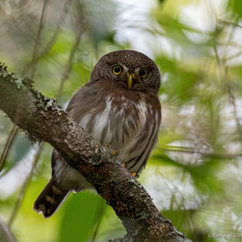 Tamaulipas Pygmy-Owl