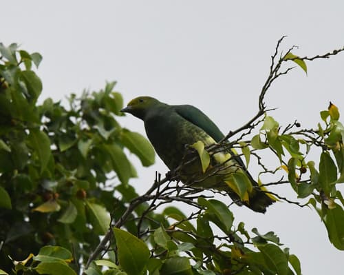 Tanna Fruit Dove