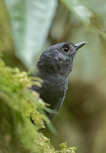 Tatamá Tapaculo