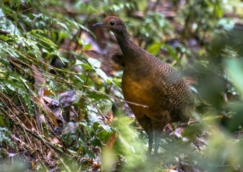 Tawny-breasted Tinamou