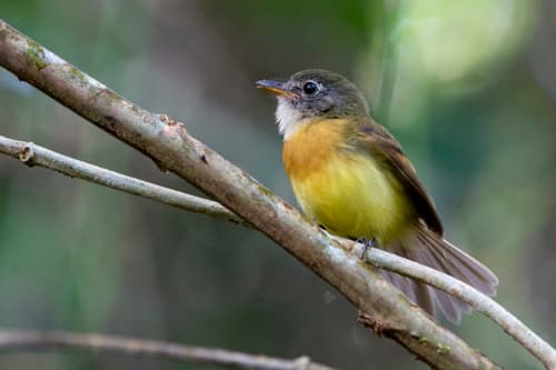 Tawny-chested Flycatcher