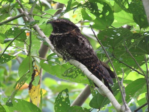 Tawny-collared Nightjar