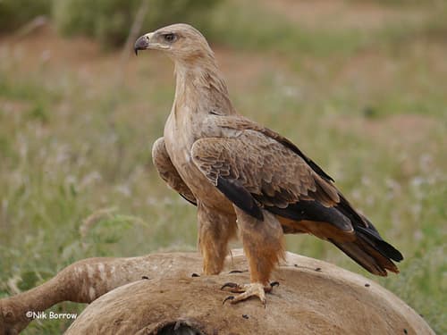 Tawny Eagle