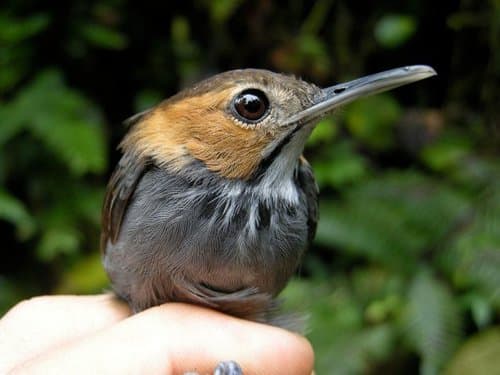 Tawny-faced Gnatwren