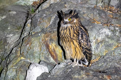 Tawny Fish-Owl