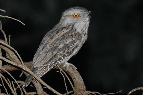 Tawny Frogmouth