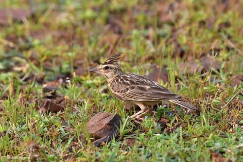 Tawny Lark