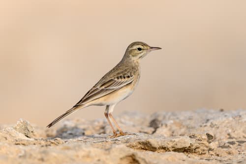 Tawny Pipit