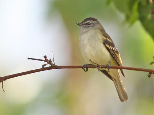 Tawny-rumped Tyrannulet