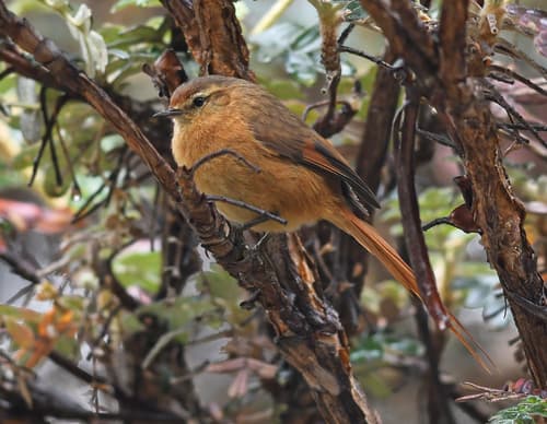 Tawny Tit-Spinetail