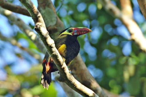 Tawny-tufted Toucanet