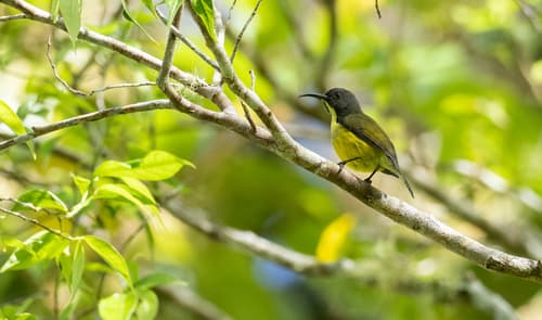 Tboli Sunbird