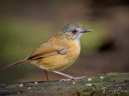 Temminck's Babbler