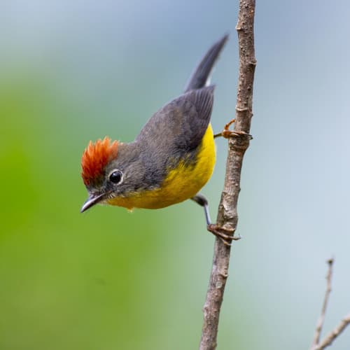 Tepui Redstart