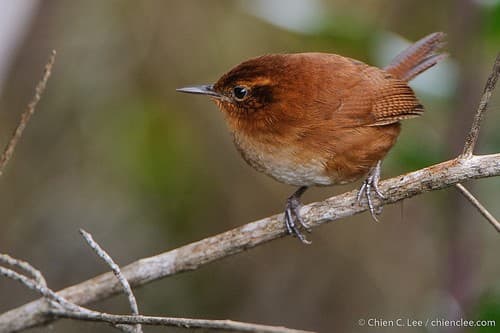 Tepui Wren