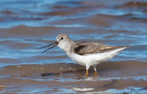 Terek Sandpiper