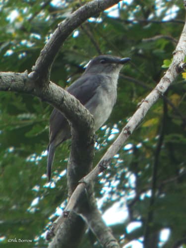 Tessmann's Flycatcher