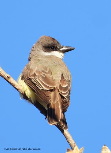 Thick-billed Kingbird