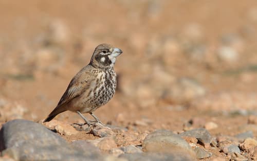 Thick-billed Lark